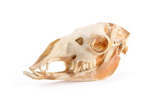 Image description is not available for 1997.1.43